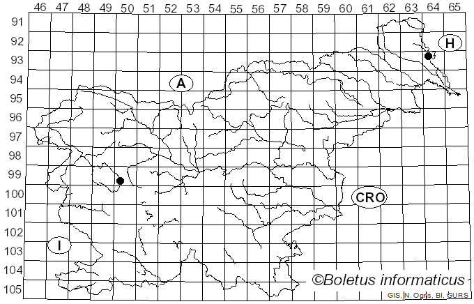 <i>Entoloma placidum</i> (Fr.) Zerova (1979)