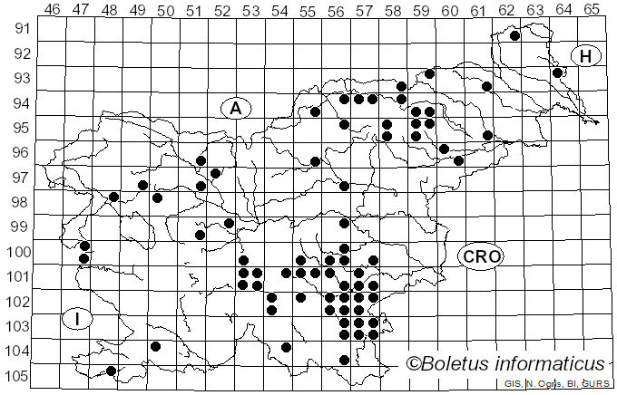 <i>Lactifluus glaucescens</i> (Crossl.) Verbeken (2012)