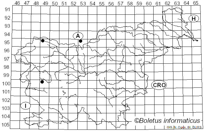 <i>Cheilosia lasiopa</i> Kowarz (1885)