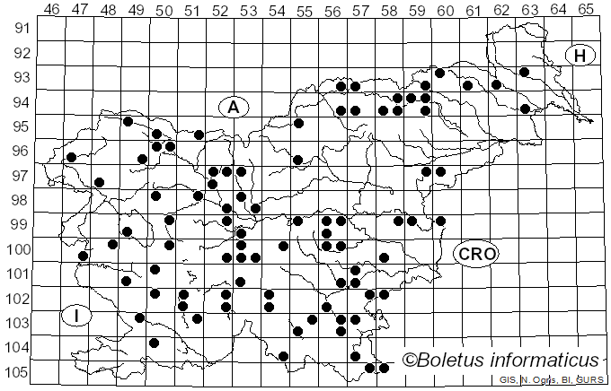 <i>Rhytisma acerinum</i> (Pers.) Fr. (1819)