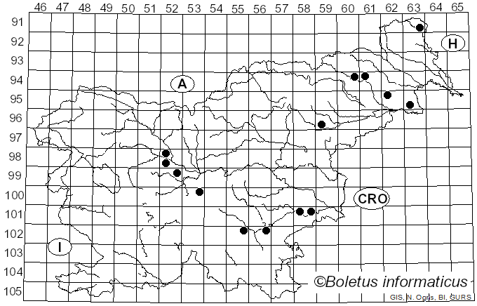 <i>Phleogena faginea</i> (Fr.) Link (1833)