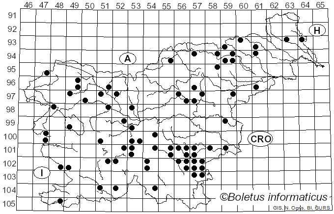 <i>Inosperma bongardii</i> (Weinm.) Matheny & Esteve-Rav. (2019)