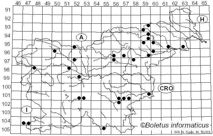 <i>Conocybe apala</i> (Fr.) Arnolds (2003)