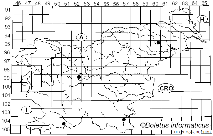 <i>Pineus</i>
