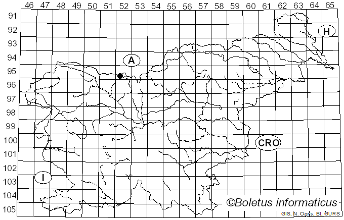 <i>Paragaeumannomyces</i> Matsush. (2003)