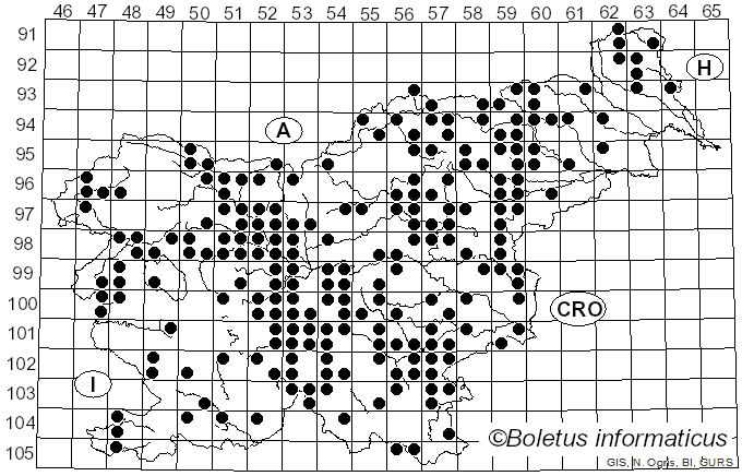 <i>Leccinum scabrum</i> (Bull.) Gray (1821)