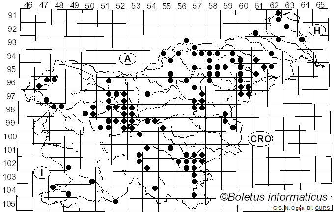 <i>Gyroporus castaneus</i> (Bull.) Quél. (1886)