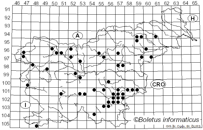 <i>Picipes melanopus</i> (Pers.) Zmitr. & Kovalenko (2016)