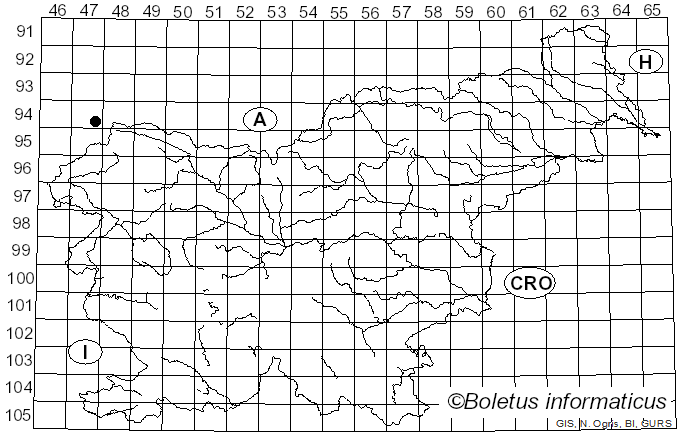 <i>Sphaerophoria laurae</i> Goeldlin