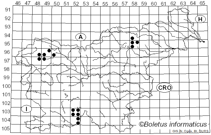 <i>Usnea rigida</i> (Ach.) Motyka