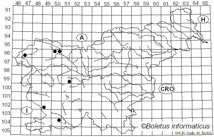 <i>Tulasnella violea</i> (Quél.) Bourdot & Galzin (1909)
