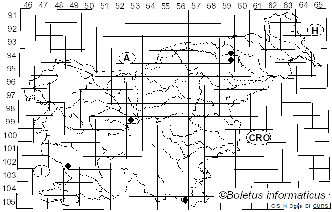 <i>Hebeloma hiemale</i> Bres. (1892)
