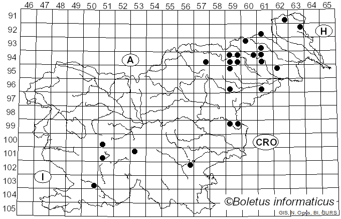 <i>Connopus</i> R.H. Petersen (2010)