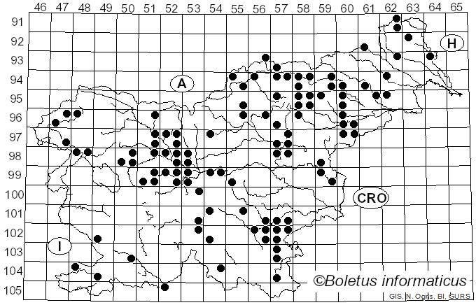 <i>Gyroporus castaneus</i> (Bull.) Quél. (1886)