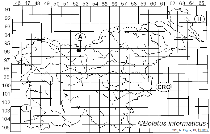 <i>Pachyella lazzariana</i> Trimbach (1991)