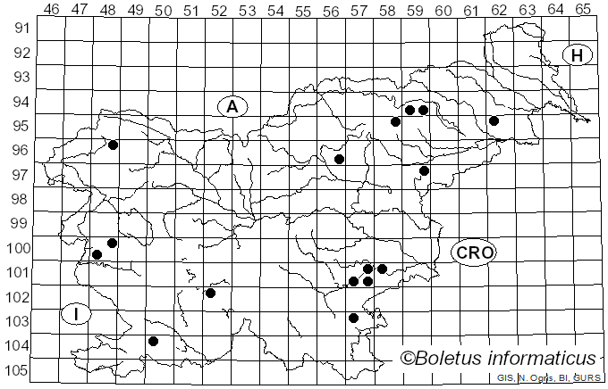 <i>Cyanosporus</i> McGinty (1909)