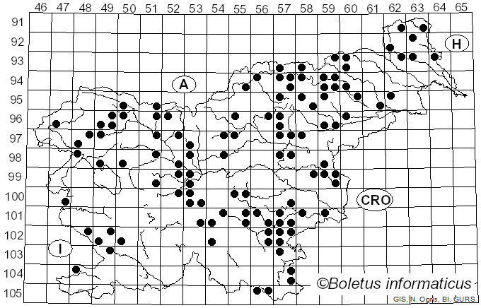 <i>Bovista plumbea</i> Pers. (1796)