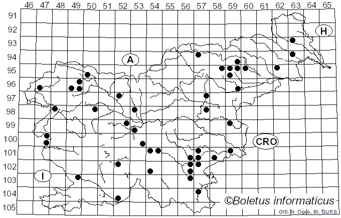 <i>Inocybe fuscidula</i> Velen. (1920)