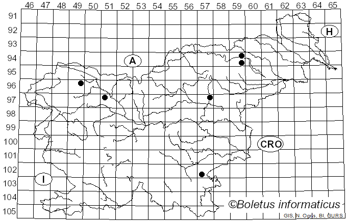 <i>Mycena flos-nivium</i> Kühner (1952)
