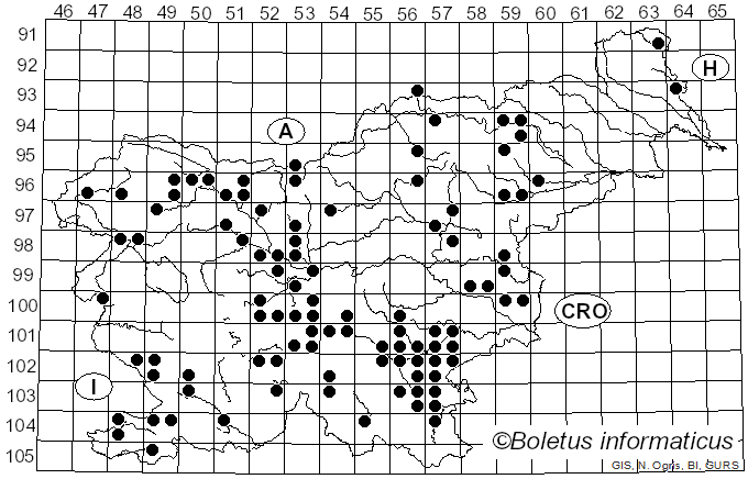 <i>Leucopaxillus</i> Boursier (1925)