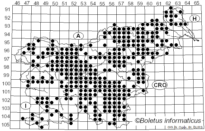<i>Hydnum</i> L. (1753)