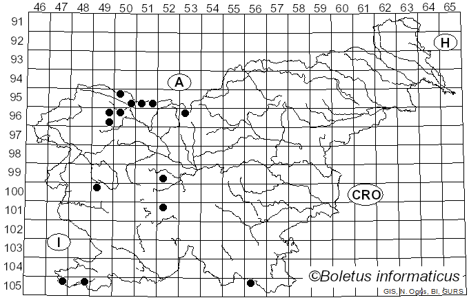 <i>Scaeva pyrastri</i> Linnaeus