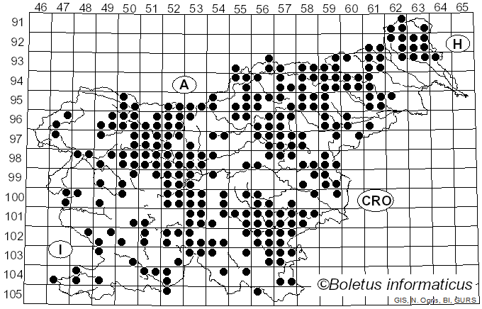 <i>Boletus edulis</i> Bull. (1782)