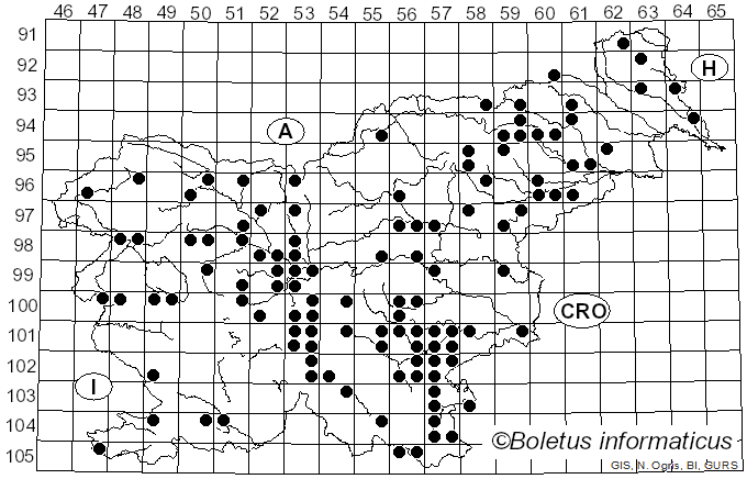 <i>Panus</i> Fr. (1838)