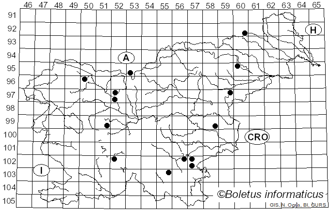 <i>Morchella costata</i> (Vent.) Pers. (1801)