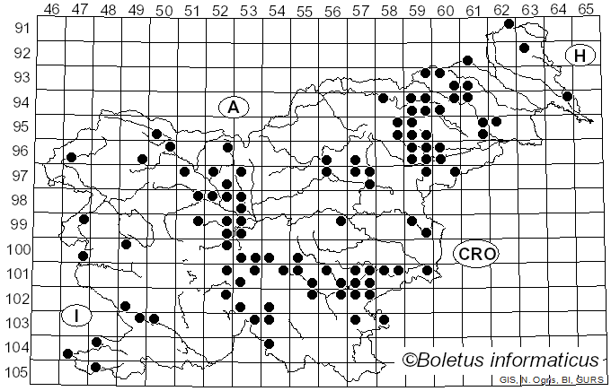 <i>Lentinus arcularius</i> (Batsch) Zmitr. (2010)