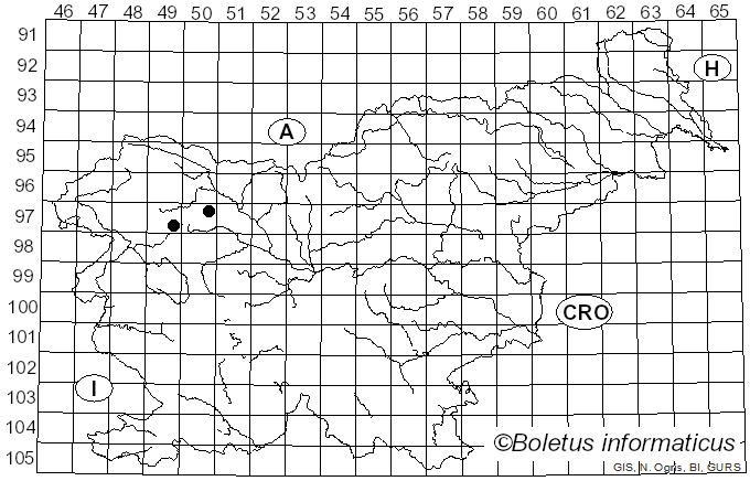 <i>Cylindrosporium hamatum</i> Bres. (1892)