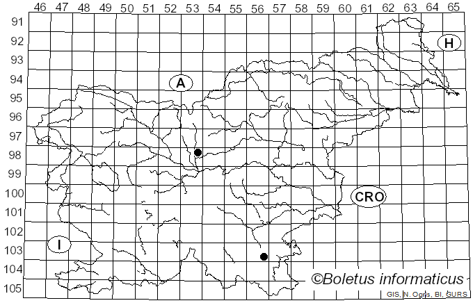 <i>Erysiphe flexuosa</i> (Peck) U. Braun & S. Takam. (2000)