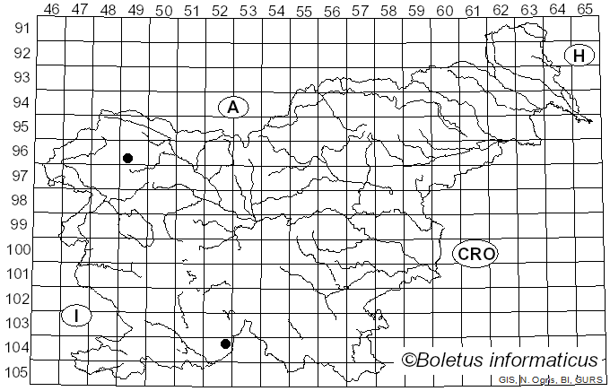 <i>Biatoridium monasteriense</i> J. Lahm ex Körb. (1860)