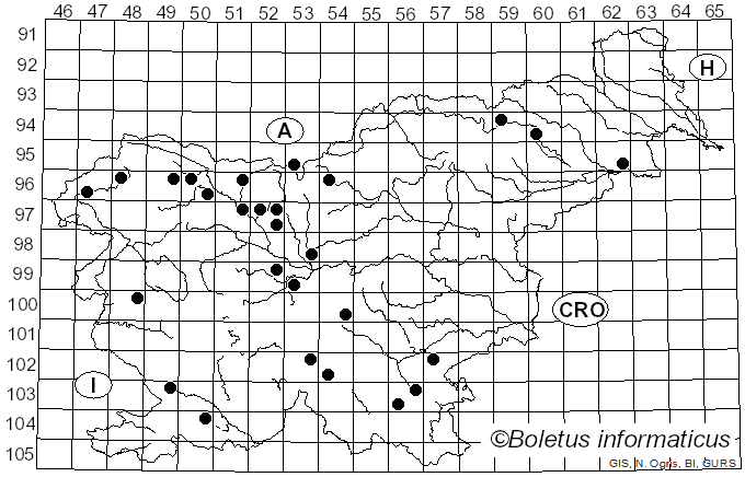 <i>Discina ancilis</i> (Pers.) Sacc. (1889)