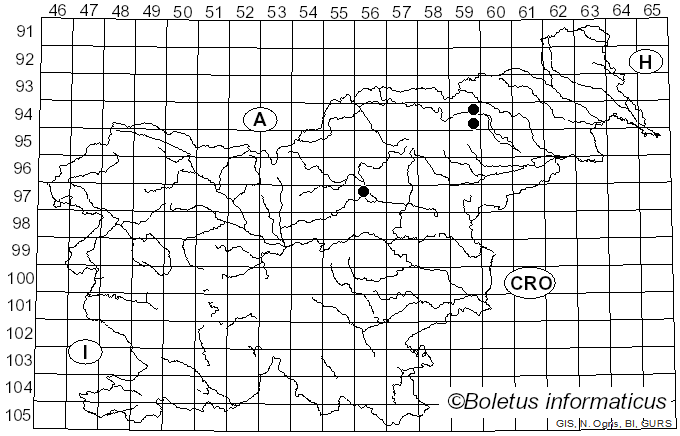 <i>Conocybe subpubescens</i> P.D. Orton (1960)