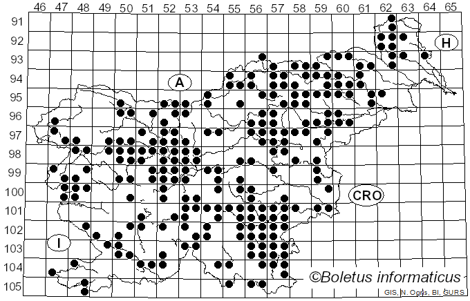 <i>Phallus</i> Junius ex L. (1753)