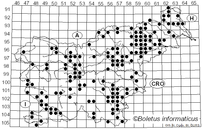 <i>Fomitopsis quercina</i> (L.) V. Spirin & O. Miettinen (2024)