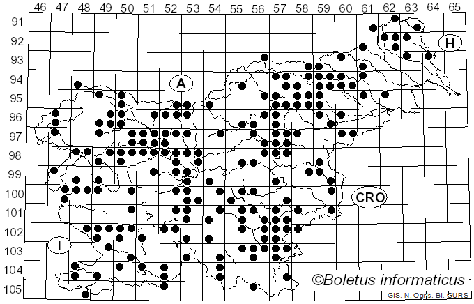 <i>Apioperdon pyriforme</i> (Schaeff.) Vizzini (2017)