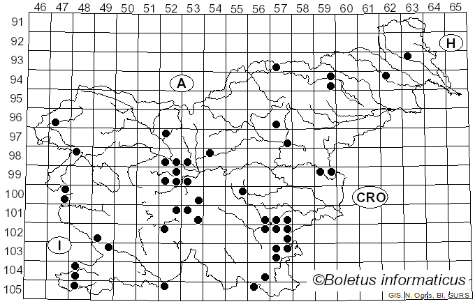 <i>Tricholoma album</i> (Schaeff.) P. Kumm. (1871)
