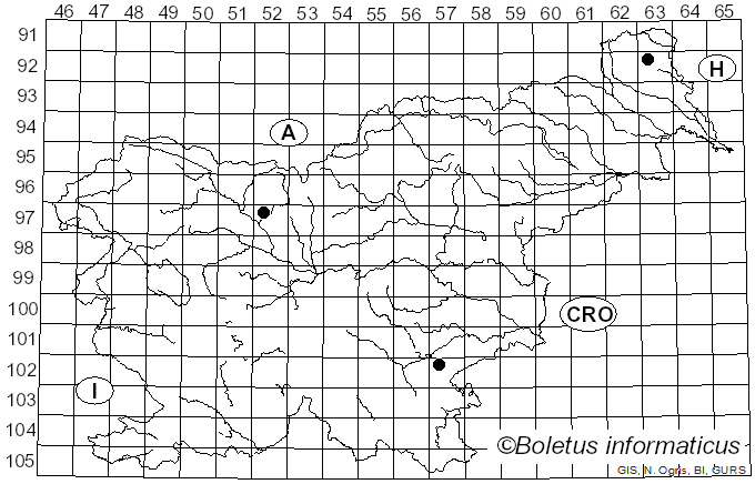 <i>Inocybe coelestium</i> Kuyper (1985)