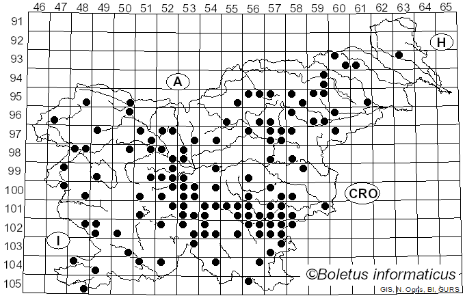 <i>Caloboletus radicans</i> (Pers.) Vizzini (2014)