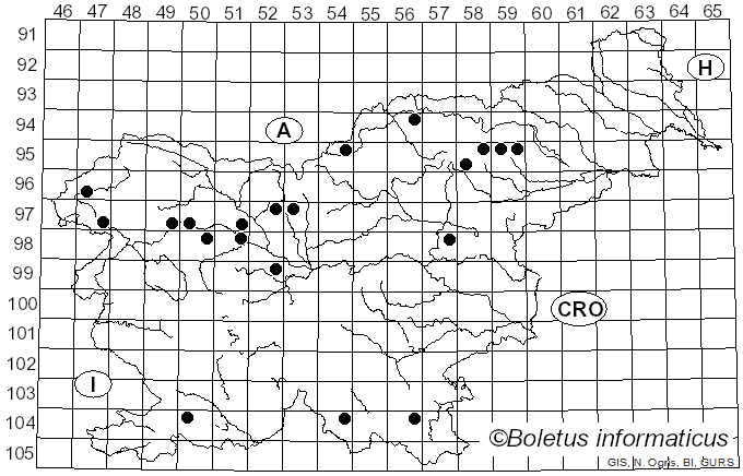 <i>Phylloporus pelletieri</i> (Lév.) Quél. (1888)