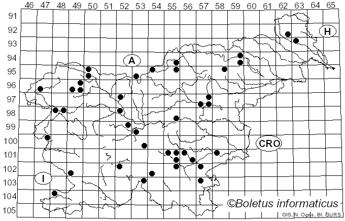 <i>Amanita umbrinolutea</i> (Secr. ex Gillet) Bertill. (1910)
