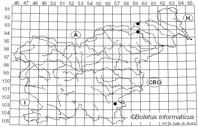 <i>Clitocybe gibboides</i> (Raithelh.) Raithelh. (1971)