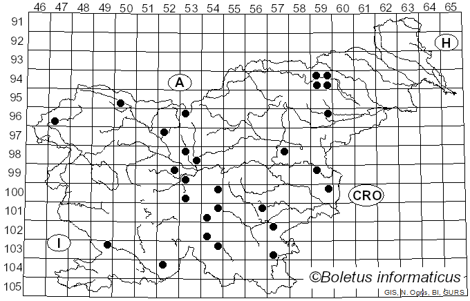 <i>Melanoleuca graminicola</i> (Velen.) Kühner & Maire (1934)