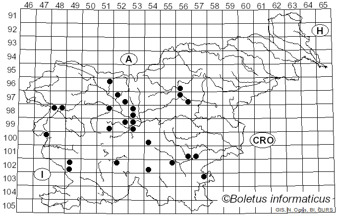 <i>Leptopodia</i> Boud. (1885)