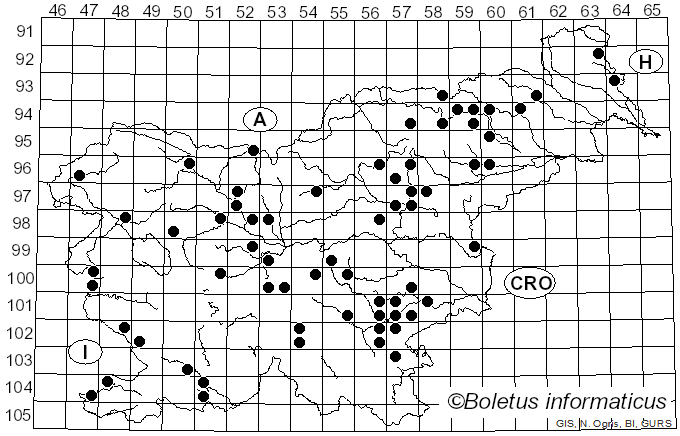 <i>Britzelmayria multipedata</i> (Peck) D. Wächt. & A. Melzer (2020)