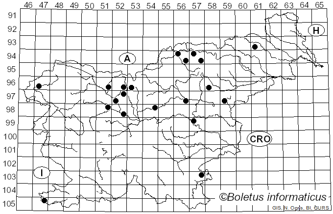 <i>Fenusa</i>