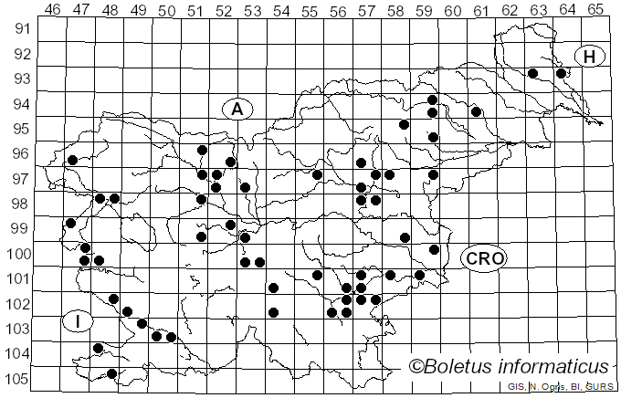 <i>Lycoperdon mammiforme</i> Pers. (1801)