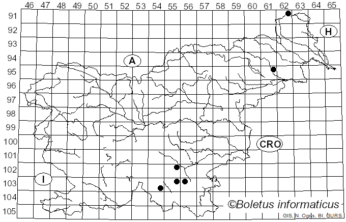 <i>Amylostereum chailletii</i> (Pers.) Boidin (1958)